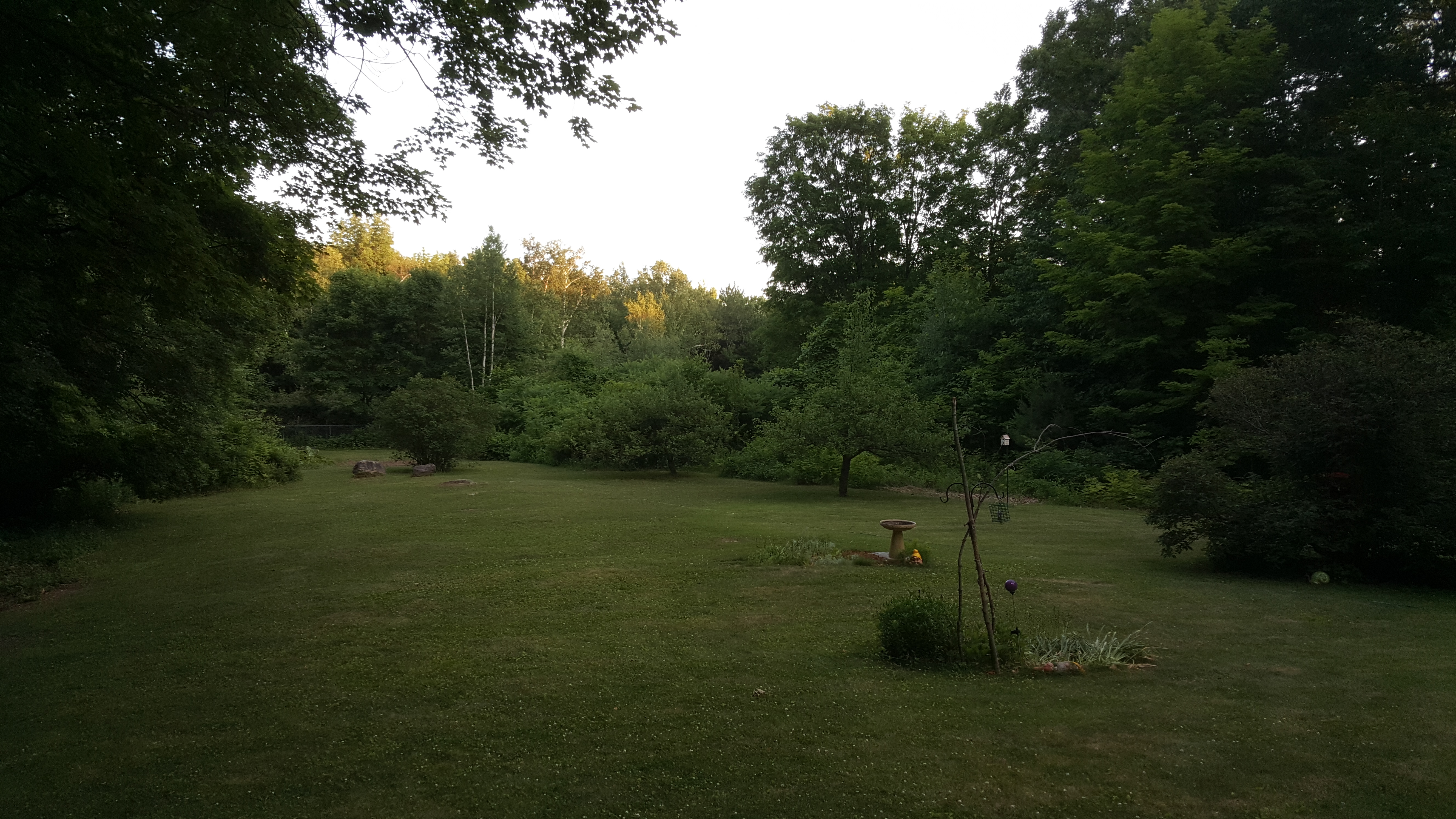 wooded backyard