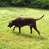 brown lab dog walking