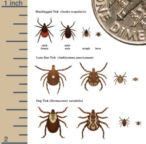CDC's Tick identification chart illustrates the size and appearance of the Blacklegged Tick (commonly known as a 
