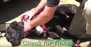 black lab dog being checked for ticks