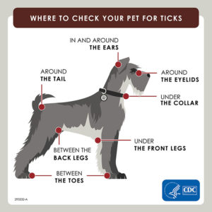 Where to check your pet for ticks: In and around the ears; around the eyelids; under the collar; under the front legs; between the back legs; between the toes; around the tail.