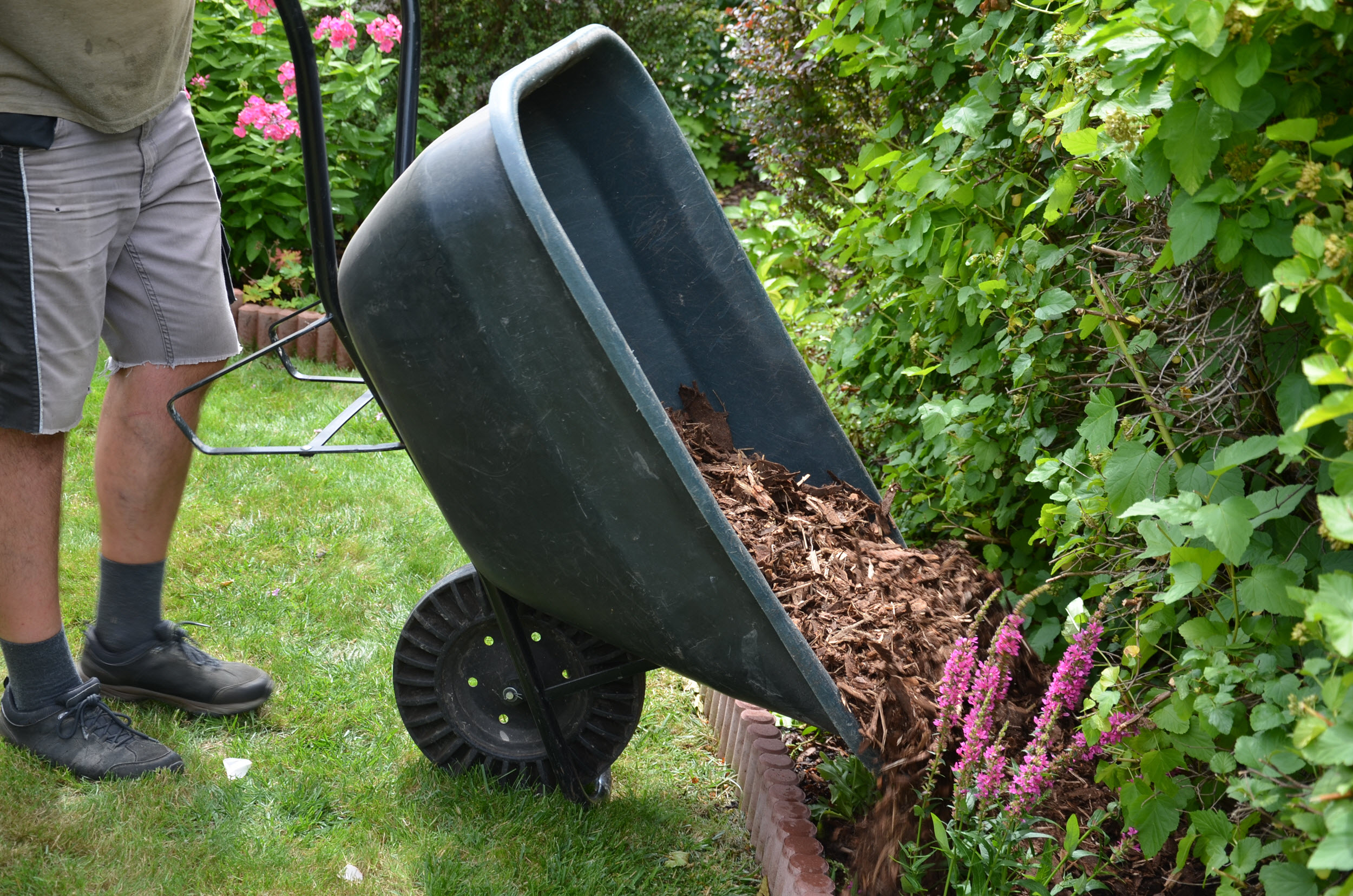 person with socks pulled up is emptying a wheelbarrow of mulch into a border planting bed