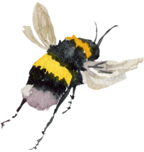 bee