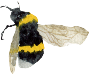bee