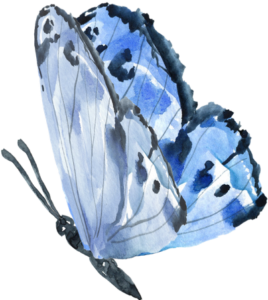 blue butterfly