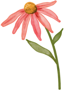 coneflower