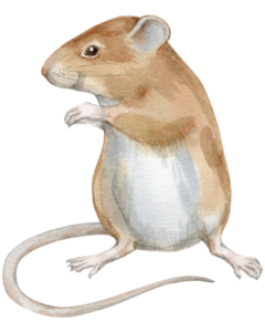 mouse