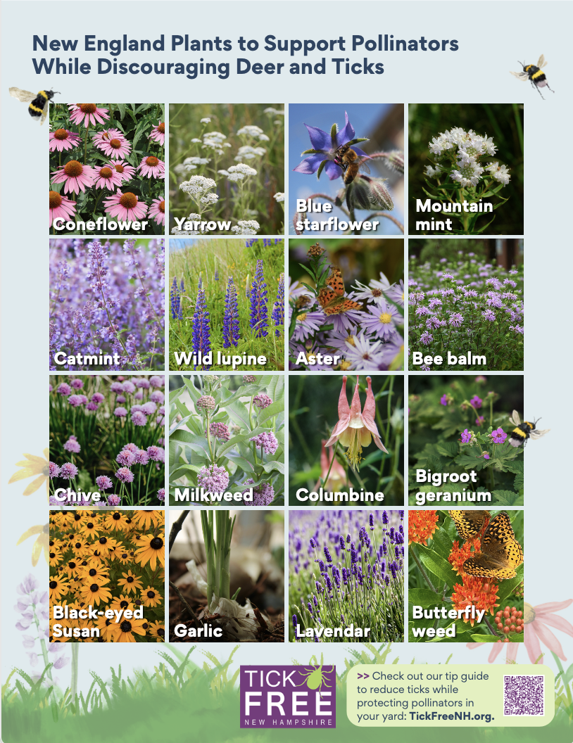 New England plants to support pollinators while discouraging deer and ticks - Tick Free NH